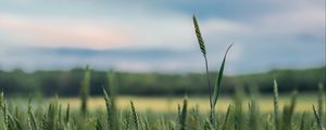 Preview wallpaper ears, grass, blur