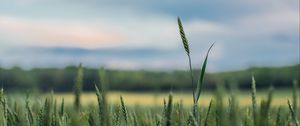 Preview wallpaper ears, grass, blur