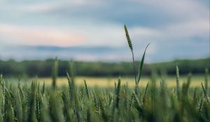 Preview wallpaper ears, grass, blur