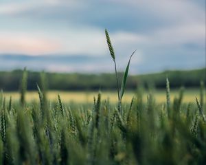 Preview wallpaper ears, grass, blur