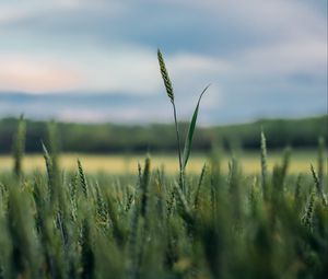 Preview wallpaper ears, grass, blur