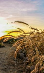 Preview wallpaper ears, grass, dry, rays, sky