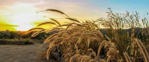 Preview wallpaper ears, grass, dry, rays, sky