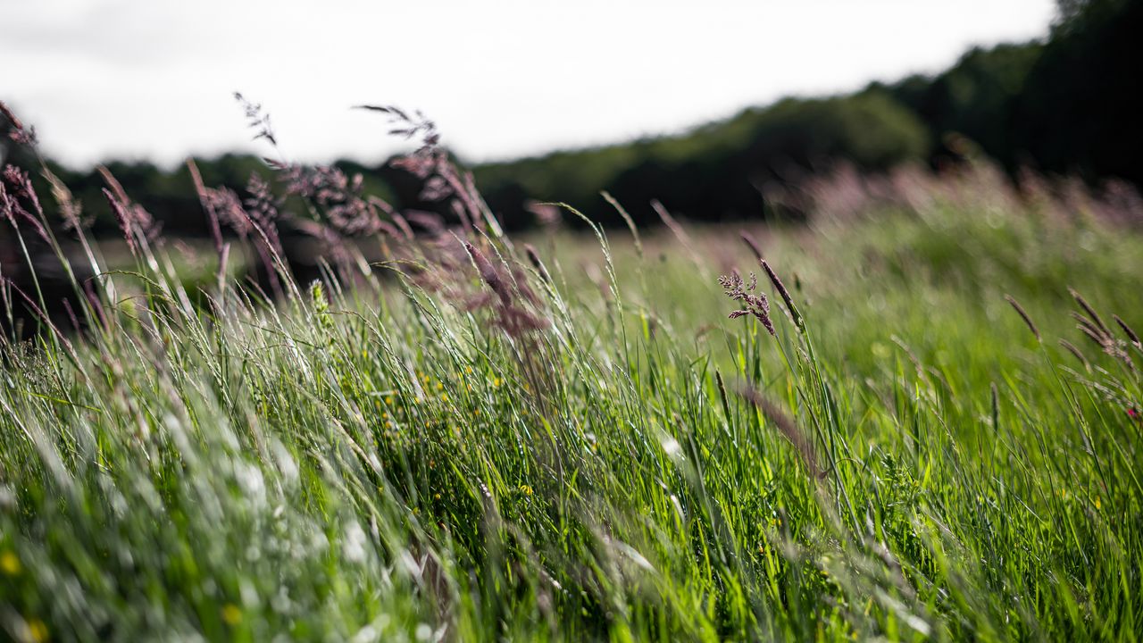 Wallpaper ears, grass, field, green