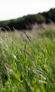 Preview wallpaper ears, grass, field, green