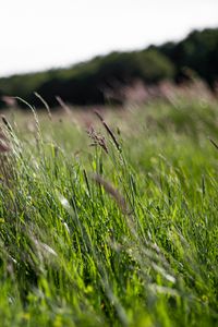 Preview wallpaper ears, grass, field, green