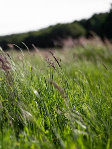 Preview wallpaper ears, grass, field, green