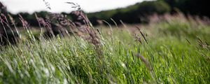 Preview wallpaper ears, grass, field, green