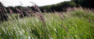 Preview wallpaper ears, grass, field, green