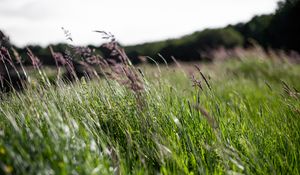 Preview wallpaper ears, grass, field, green