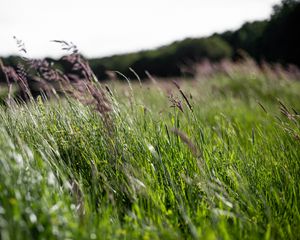 Preview wallpaper ears, grass, field, green