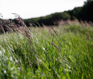 Preview wallpaper ears, grass, field, green