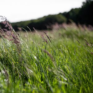 Preview wallpaper ears, grass, field, green