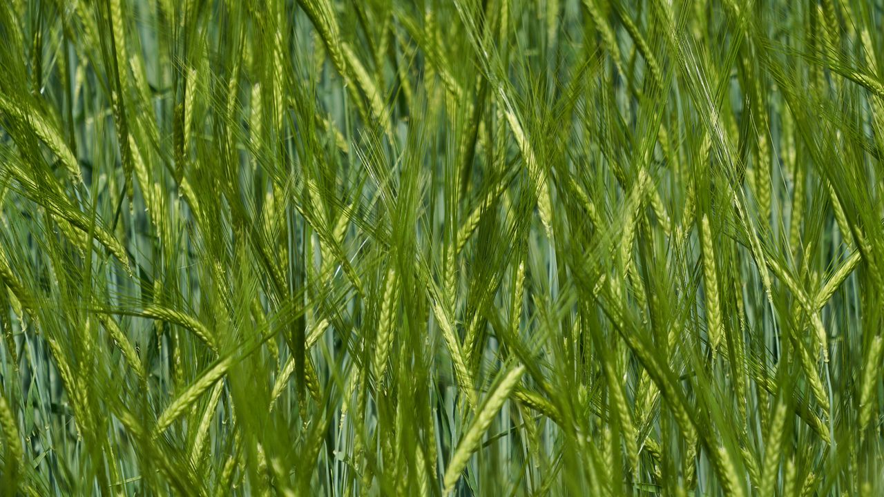 Wallpaper ears, grass, field, blur
