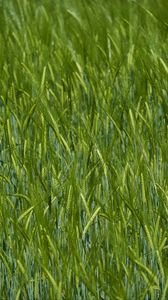 Preview wallpaper ears, grass, field, blur