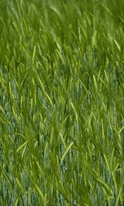 Preview wallpaper ears, grass, field, blur