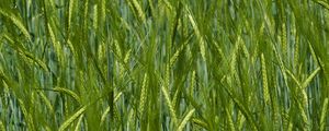 Preview wallpaper ears, grass, field, blur