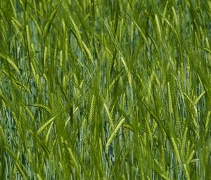 Preview wallpaper ears, grass, field, blur