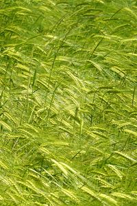 Preview wallpaper ears, grass, field, plants, wind
