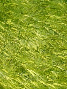 Preview wallpaper ears, grass, field, plants, wind