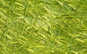 Preview wallpaper ears, grass, field, plants, wind