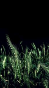 Preview wallpaper ears, grass, field, night