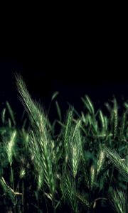 Preview wallpaper ears, grass, field, night