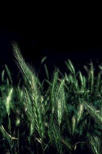 Preview wallpaper ears, grass, field, night