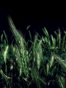 Preview wallpaper ears, grass, field, night