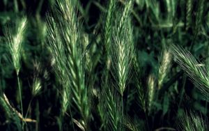 Preview wallpaper ears, grass, field, night