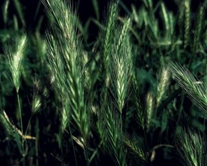 Preview wallpaper ears, grass, field, night