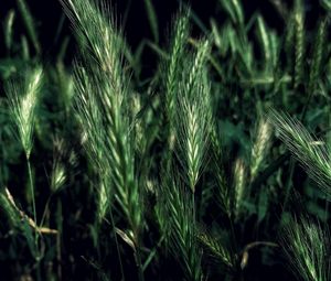 Preview wallpaper ears, grass, field, night