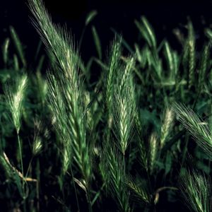 Preview wallpaper ears, grass, field, night