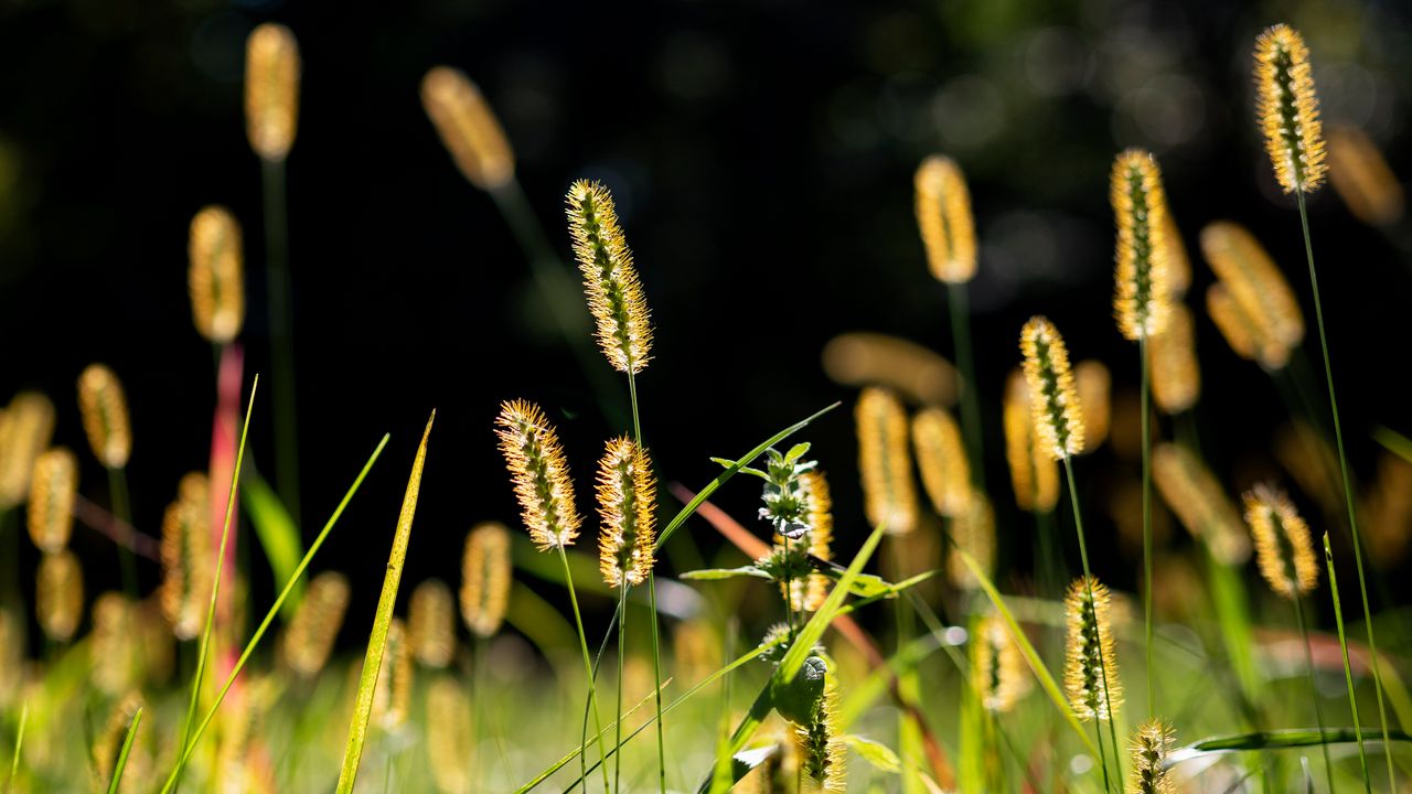 Wallpaper ears, grass, field, nature