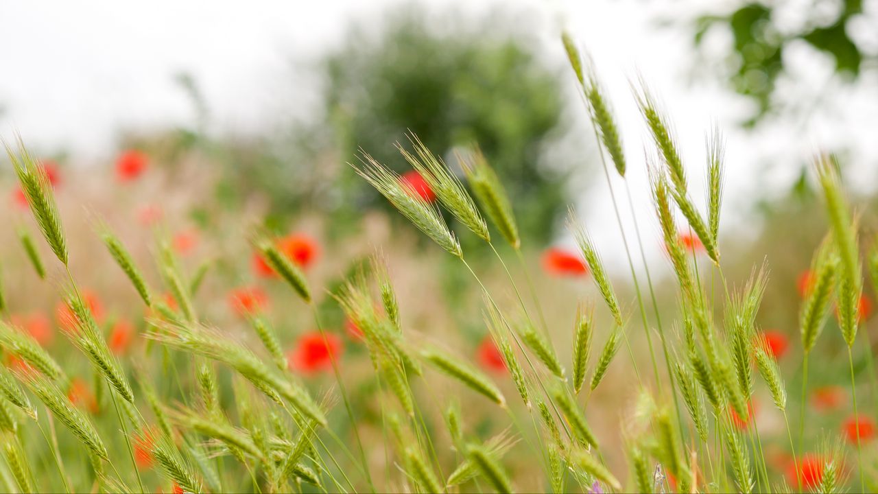 Wallpaper ears, grass, flowers, blur