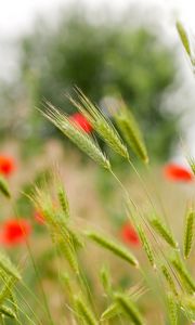 Preview wallpaper ears, grass, flowers, blur