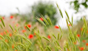 Preview wallpaper ears, grass, flowers, blur