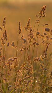 Preview wallpaper ears grass, grass, dry, field