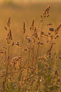 Preview wallpaper ears grass, grass, dry, field