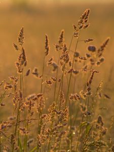Preview wallpaper ears grass, grass, dry, field