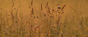 Preview wallpaper ears grass, grass, dry, field