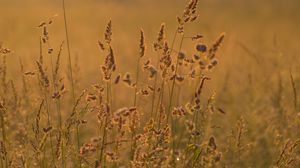 Preview wallpaper ears grass, grass, dry, field