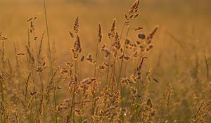 Preview wallpaper ears grass, grass, dry, field