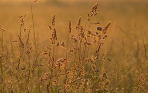 Preview wallpaper ears grass, grass, dry, field