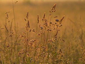 Preview wallpaper ears grass, grass, dry, field