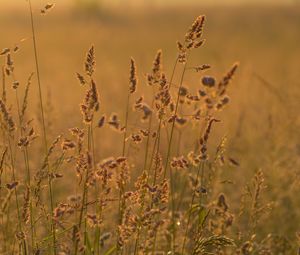 Preview wallpaper ears grass, grass, dry, field