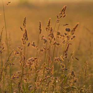 Preview wallpaper ears grass, grass, dry, field