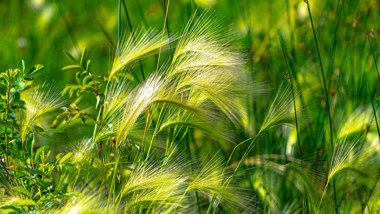 Wallpaper ears, grass, green, field