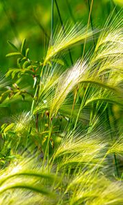 Preview wallpaper ears, grass, green, field