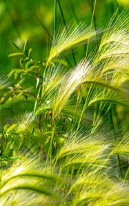 Preview wallpaper ears, grass, green, field